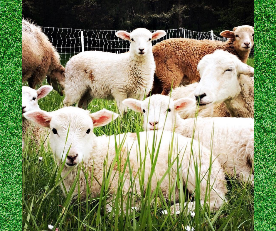 Lambs at leaping lamb farm and farm stay.