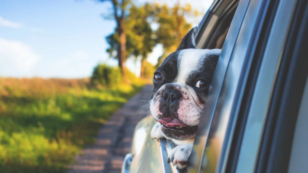 Pet Friendly Travel to Corvallis